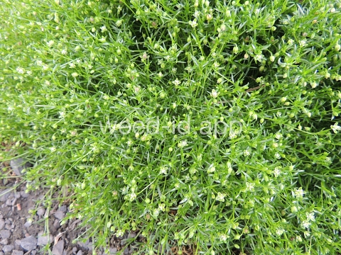 pearlwort, dwarf